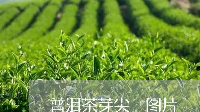 普洱茶芽尖 图片/2023031752626